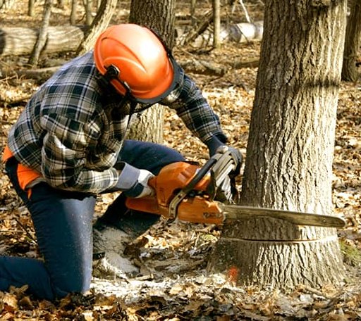 Tree Removal in Westport, CA